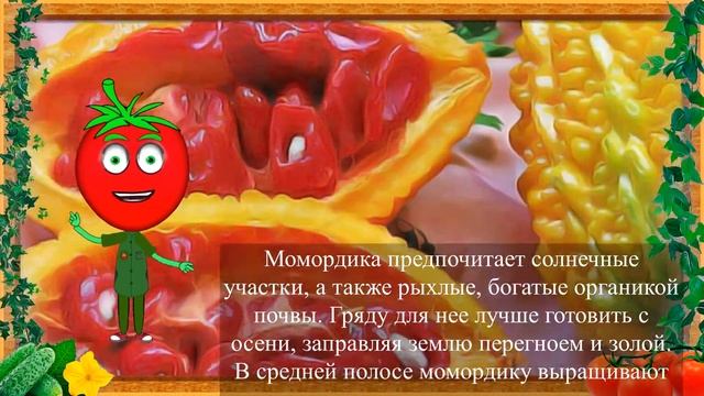 МОМОРДИКА - БЕШЕНАЯ ДЫНЯ! смотреть онлайн