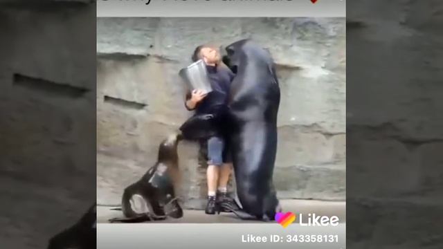 Животные любят людей смотреть онлайн