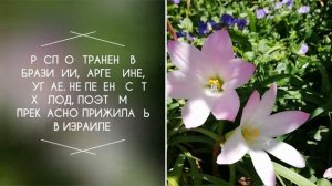 Бразильская Лилия как домик для дюймовочки.