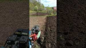 Мотоблок Нева МБ-1 пашет плугом, посадка картошки под плуг