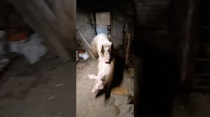 Хряк 300 кг. в работе, кроет ремонтную свинку, свинка трещит по швам?, спаривание свиней.