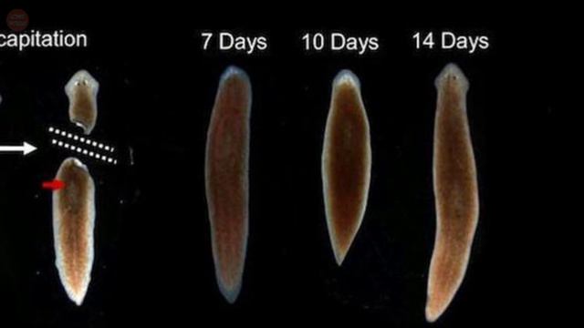 Hammerhead Worm - Unusual Predatory Terrestrial Flatworm