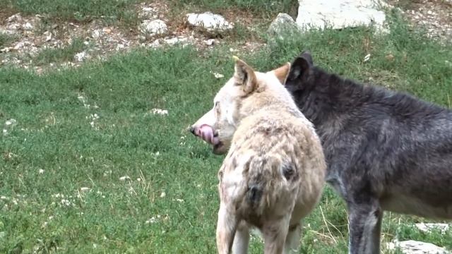 Wolves Fighting, Omega, Howling, Kämpfende Wölfe (Wildpark Bad Mergentheim) смотреть онлайн