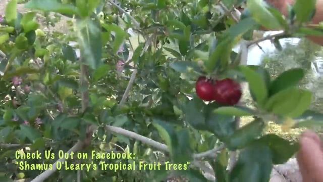 Barbados Cherry, Acerola tree in Phoenix, AZ. смотреть онлайн