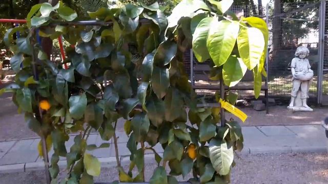 НАШ САД В ОДЕССЕ.??.ФРАНЦУЗСКИЙ БУЛЬВАР. смотреть онлайн