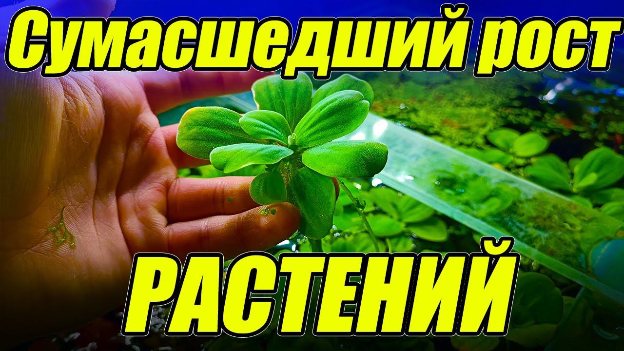 Сумасшедший рост растений! Не выдержал и выкинул пол ведра растений! смотреть онлайн
