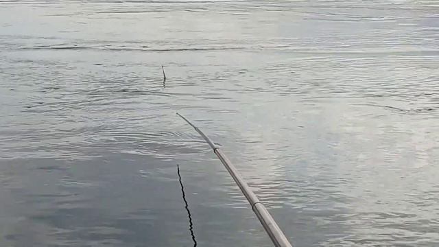 Ловля Чебаков и Ельцов на большой реке! Рыбалка 2023! смотреть онлайн