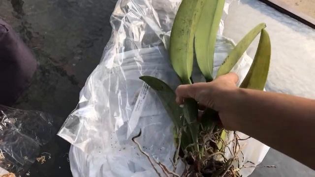 Покупки ? из зоопарка смотреть онлайн