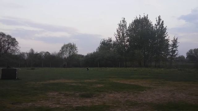 Лютик, тренировка по фрисби, 10.05.2016 смотреть онлайн