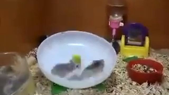 Хомячки на центрифуге смотреть онлайн