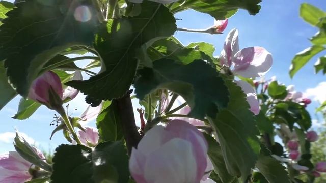 Обворожительная Красота Майского Сада ...Музыка . Все для Души и релаксации......? смотреть онлайн