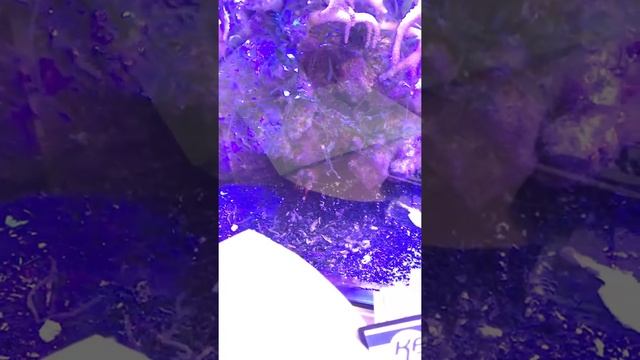 Рак богомол роскошный смотреть онлайн