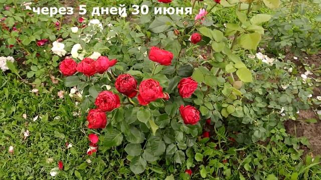 Бутоны, как атласные помпончики насыщенного малинового цвета-Rose Piano. смотреть онлайн