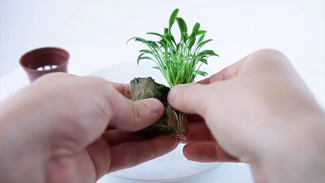 Cryptocoryne Parva