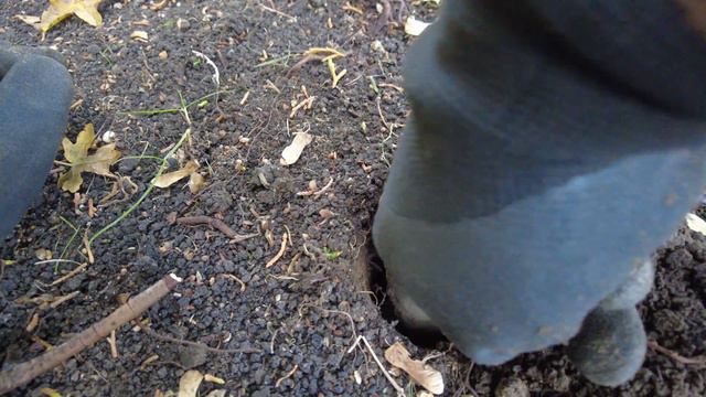 Planting Over 1000 Spring Bulbs (Part 1)