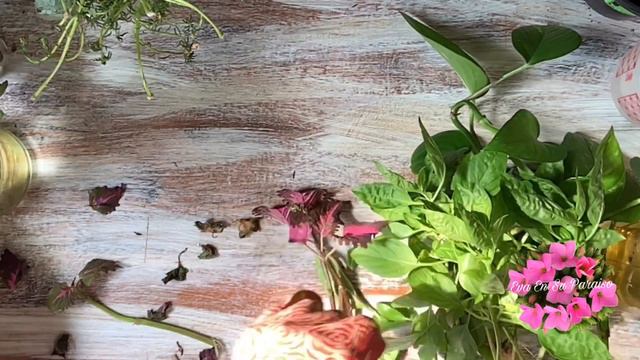 Propagando Plantas en Agua 💦 Fácil/ PRU-EVA y Resultados ❤️ смотреть онлайн