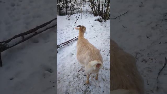 Коза в день окота.