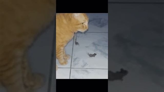 #животные#animals#кот#мышь#cat# смотреть онлайн