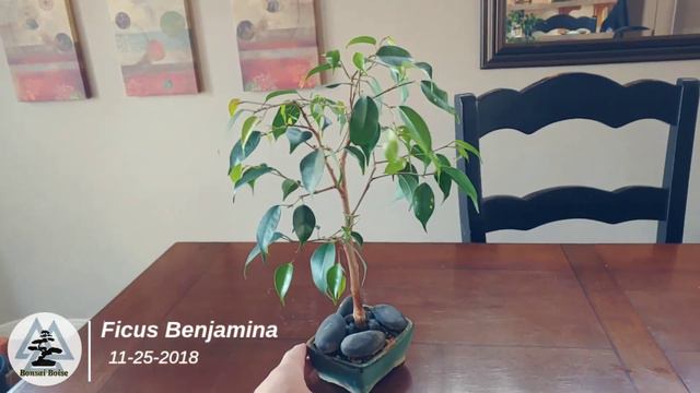 Ficus Benjamina Bonsai смотреть онлайн