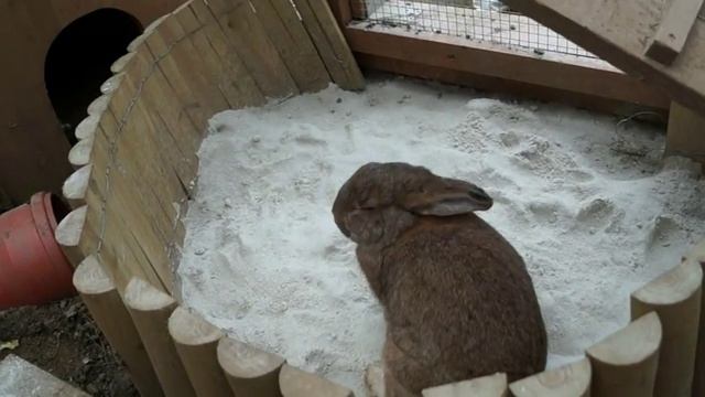 Rabbits in the Sandbox смотреть онлайн