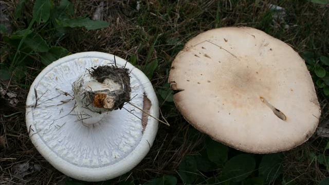 Agaricus Urinascens