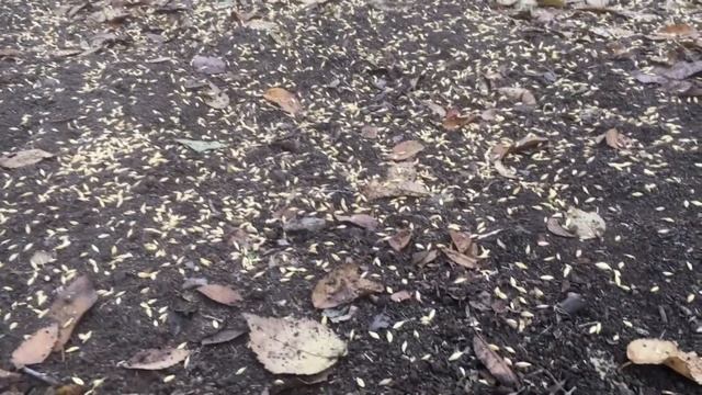 ЭКСПЕРИМЕНТ // посеял ОЗИМЫЙ ЯЧМЕНЬ вручную // БЕЗ СЕЯЛКИ и ВСПАШКИ // смотреть онлайн