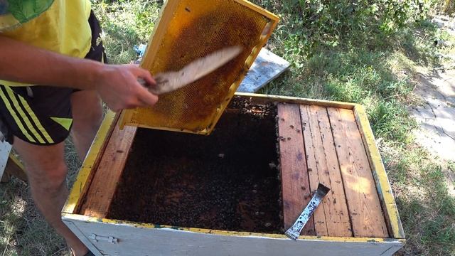 В каких ульях меда больше? Даданы, лежаки и руты на одной пасеке. смотреть онлайн