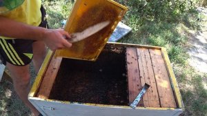 В каких ульях меда больше? Даданы, лежаки и руты на одной пасеке.