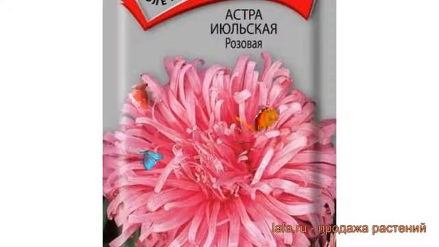 Астра обыкновенный Розовая (rozovaya) ? астра Розовая обзор: как сажать семена астры Розовая смотреть онлайн