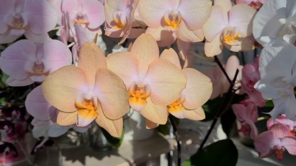 РОСКОШЕСТВО орхидей? МОИ ШИКАРНЫЕ орхидеи бабочка Albufeira? и Prosecco в домашнем цветении! БОМБА?