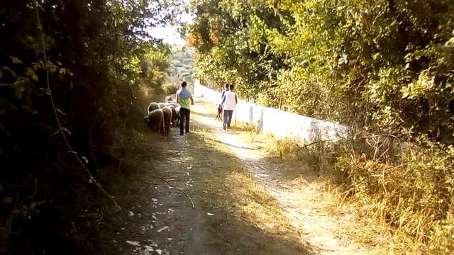 ВОТ ЭТО ВСТРЕЧА! ALBANIA. Village. What a meeting ! Irina Alem Greece смотреть онлайн