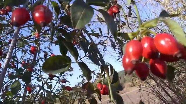 ФУТАЖ КУСТ ШИПОВНИКА,ПЛОДЫ ШИПОВНИКА,ОСЕНЬ,ЯГОДЫ, смотреть онлайн