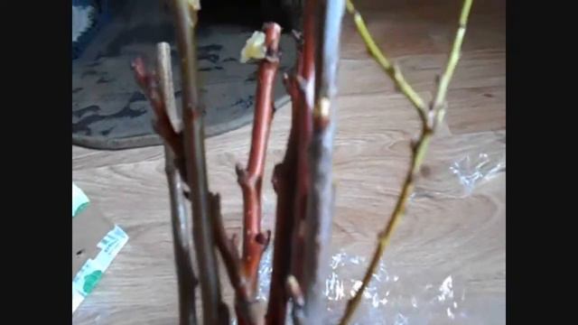 черенки почтой