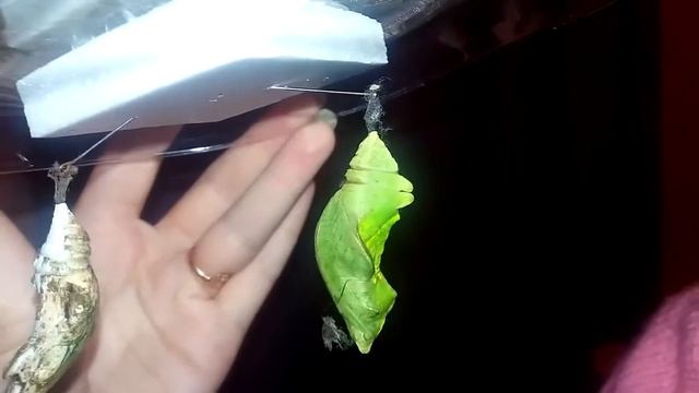 Выращиваем бабочек дома / Рождение и кормление тропических бабочек смотреть онлайн