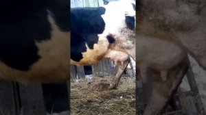 Корова перед отелом, признаки стельности