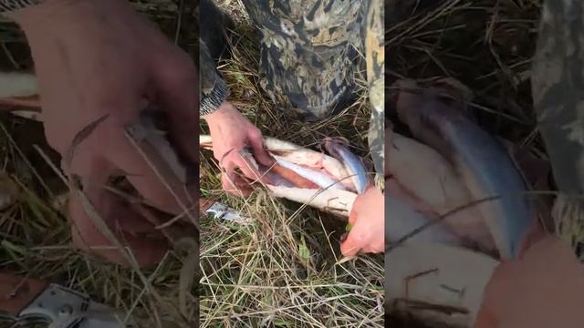 Чистим щуку,смотрим что она кушала! Щука с икрой. смотреть онлайн