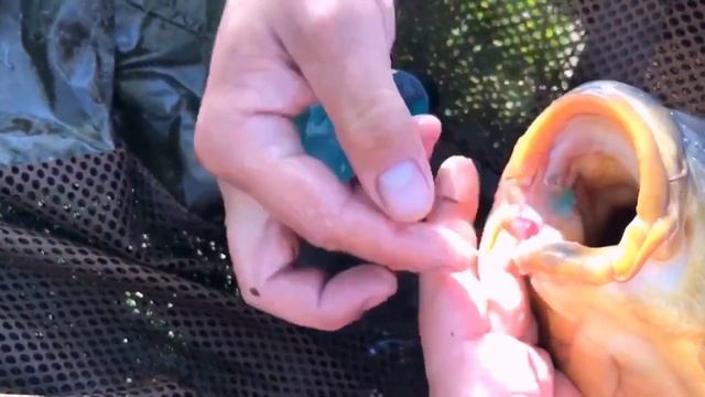 Карп 8,2 большой водоем Литвиново