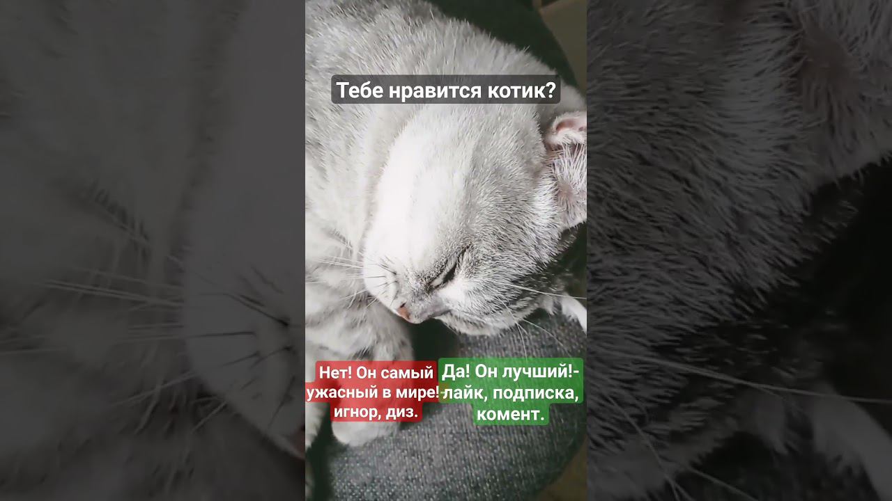 Тебе нравится котик? смотреть онлайн