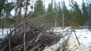 Продолжаем вывозку дров,с делянки,10№ двойная валка деревьев,