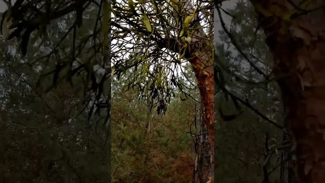 Средство от магии и колдовства. ОМЕЛА БЕЛАЯ смотреть онлайн