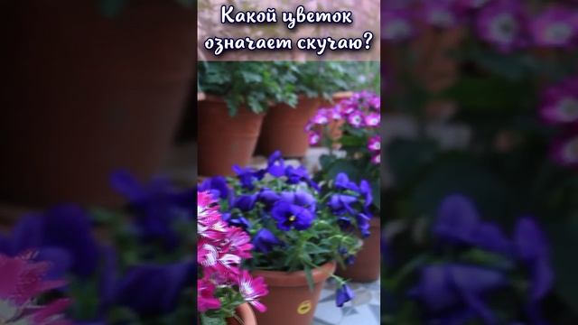 Какой цветок означает скучаю? #shorts смотреть онлайн