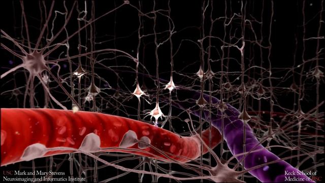 fMRI and the BOLD Signal смотреть онлайн