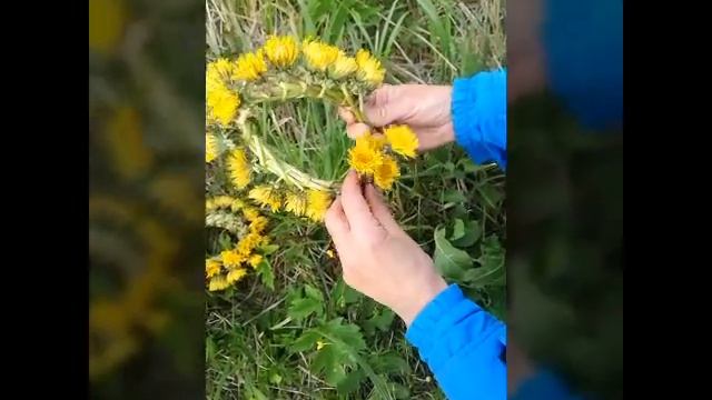 Как сплести венок из одуванчиков смотреть онлайн