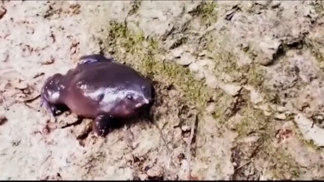 Необычные и экзотические животные смотреть онлайн