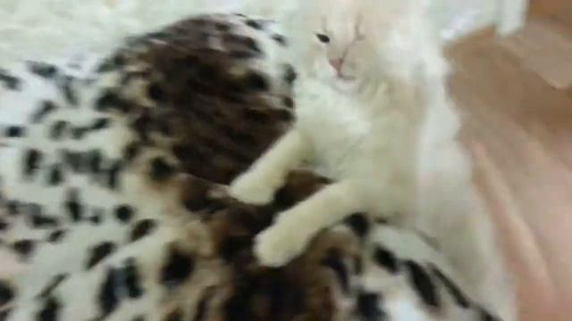 Прикол с кота ржачь!!!!! смотреть до конца !!!!!!! .720 смотреть онлайн