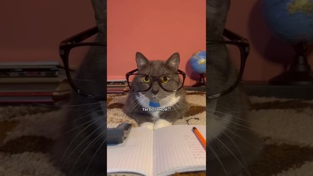 КОТИКИ В ШКОЛЕ - УРОК БИОЛОГИИ смотреть онлайн