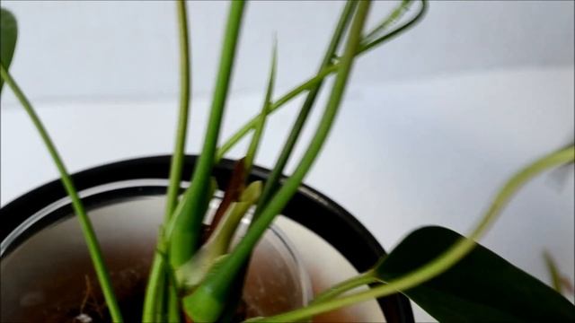 Молодые листья антуриума зимой и весной смотреть онлайн