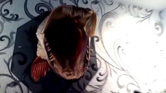 Чучело головы щуки 6кг смотреть онлайн