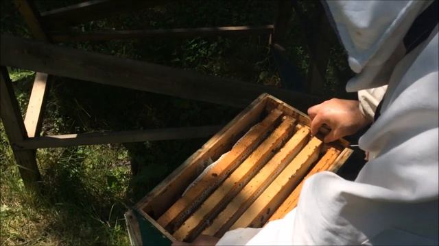 Турецкий улей 2.0 Заселяю самодельный улей/колоду/борть/японский улей пойманным роем пчел
