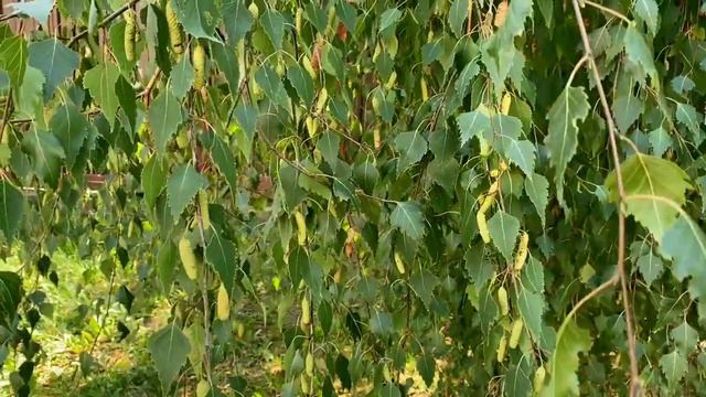 возможно это звёзды стихи читает автор В. Дмитриев смотреть онлайн